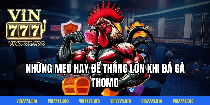 ĐÁ GÀ THOMO VIN777 - CƠ HỘI GIÀNH CHIẾN THẮNG CHO KÊ THỦ 4 Những mẹo hay để thắng lớn khi đá gà Thomo